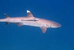 IMG_0983rfn_Maldives_Madoogali_House reef_Requin corail ou Aileron blanc du lagon_Triaenodon obesus